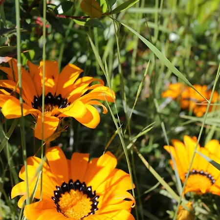 By The Sea Lumbarda, Korcula - 4385 Lejlighed Lumbarda